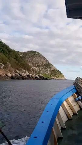 ilha queimada grande, ilha das cobras  #animaisnotiktok #natureza #biologia #aprendanotiktok #maedepet #animais #paidepet 