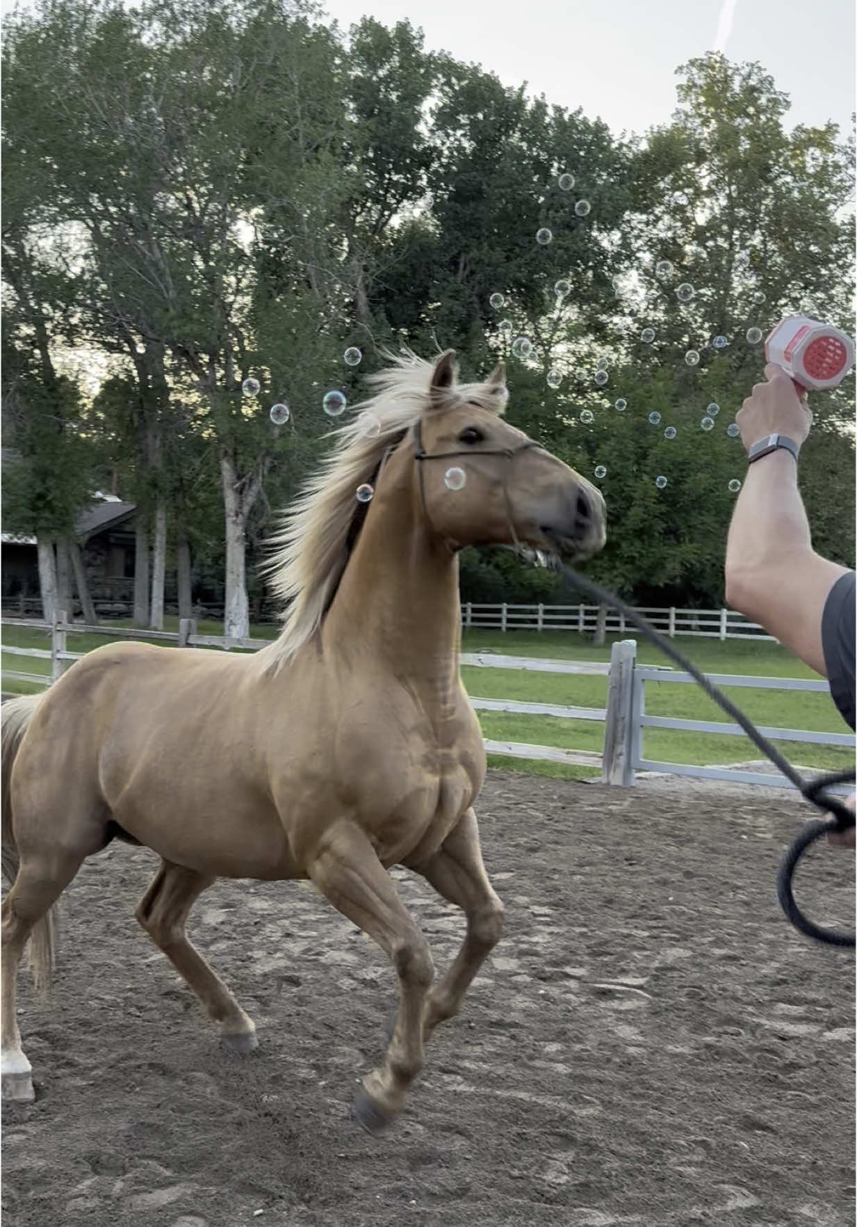Part 4: Desensitizing day at Angel M Ranch— bubbles edition 🫧 @Quade #horses #farmlife #equestrian #cowboy #training 
