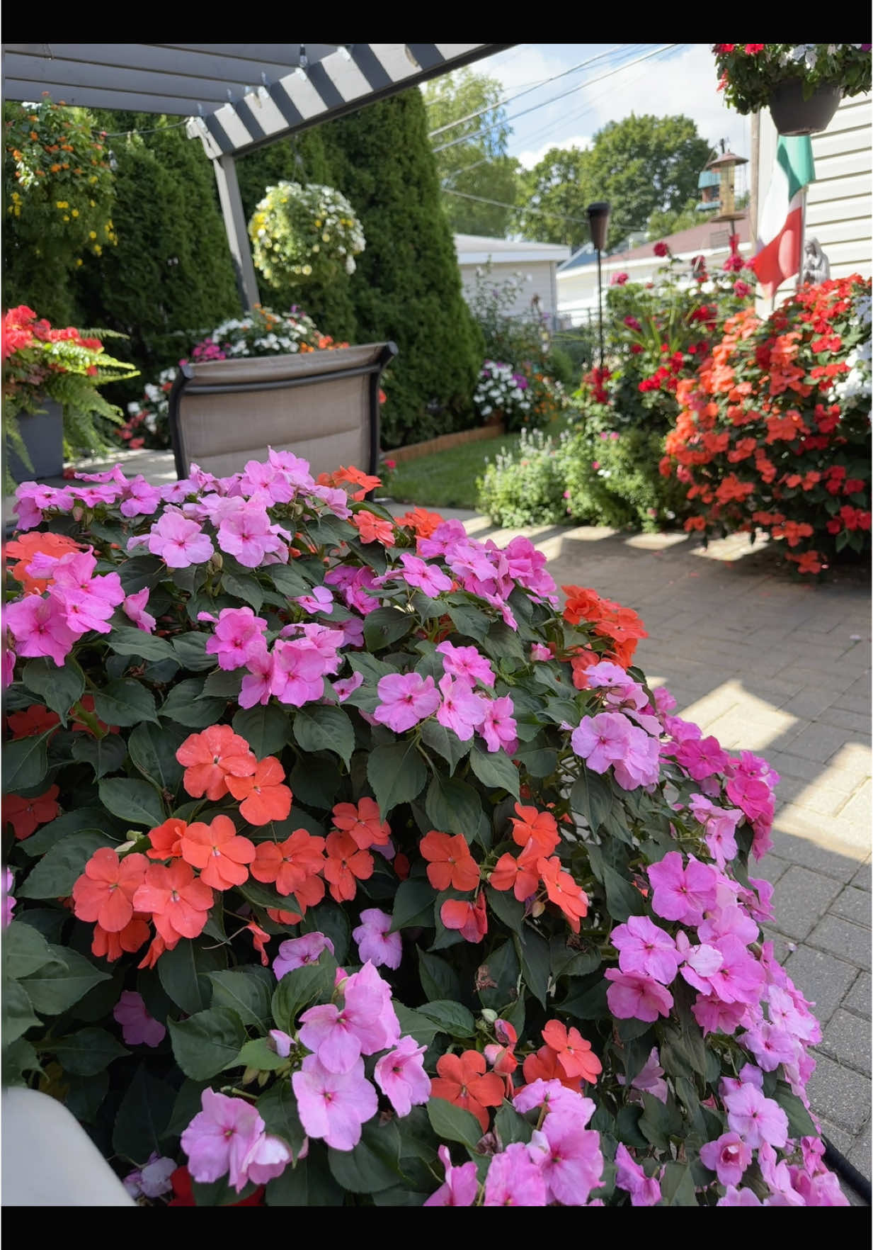 Cómo florecer tu patio todo el verano #plantas #empatients #plantempatient #flores #comoflorecertucasa #floresdecolores 