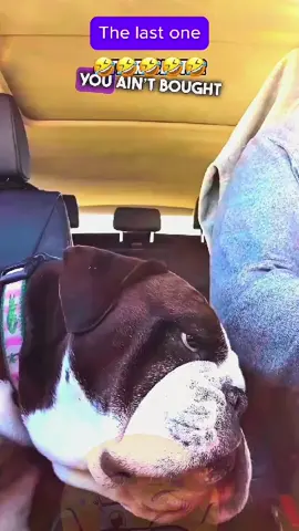 The last one! #voiceover #talkingdog #talkingcat #talkinganimals #dogsoftiktok #catsoftiktok #animalsoftiktok #PetsOfTikTok #funnyvideo #funnyanimals #viralvideo #foryou 