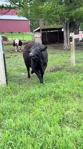 Sweet Treat! Can’t beat a Little Debbie! #cowsoftiktok #PetsOfTikTok #sweettreat 