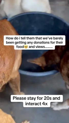 Please help me feed my dogs tomorrow lovely angels.. we need atleast $25 dogs for atleast one bag of food but if you can donate more it will really make a big difference.. #animal #animalsoftiktok #dog #dogsoftiktok #doglover #dog #dogs #fyp #foryoupage #puppies #puppiesoftiktok #animal #animalsoftiktok #please #donate 