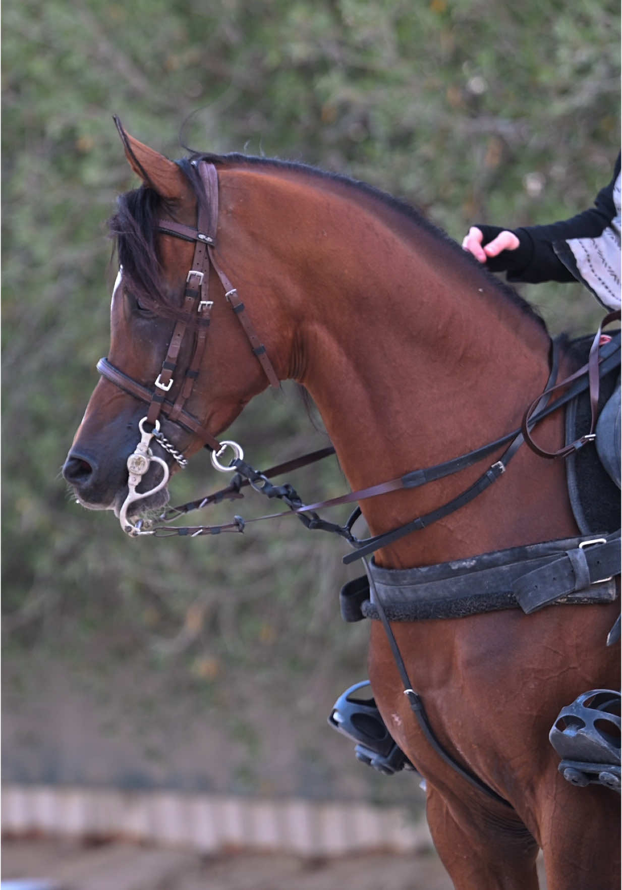 ماشاءالله 🤎📸🐎 #خيل_وخياله🐎 #horsegirl #horselover #arabianhorse  #تصويري📸 #مالي_خلق_احط_هاشتاقات #الشعب_الصيني_ماله_حل😂😂 #اقوى_كويتيين 
