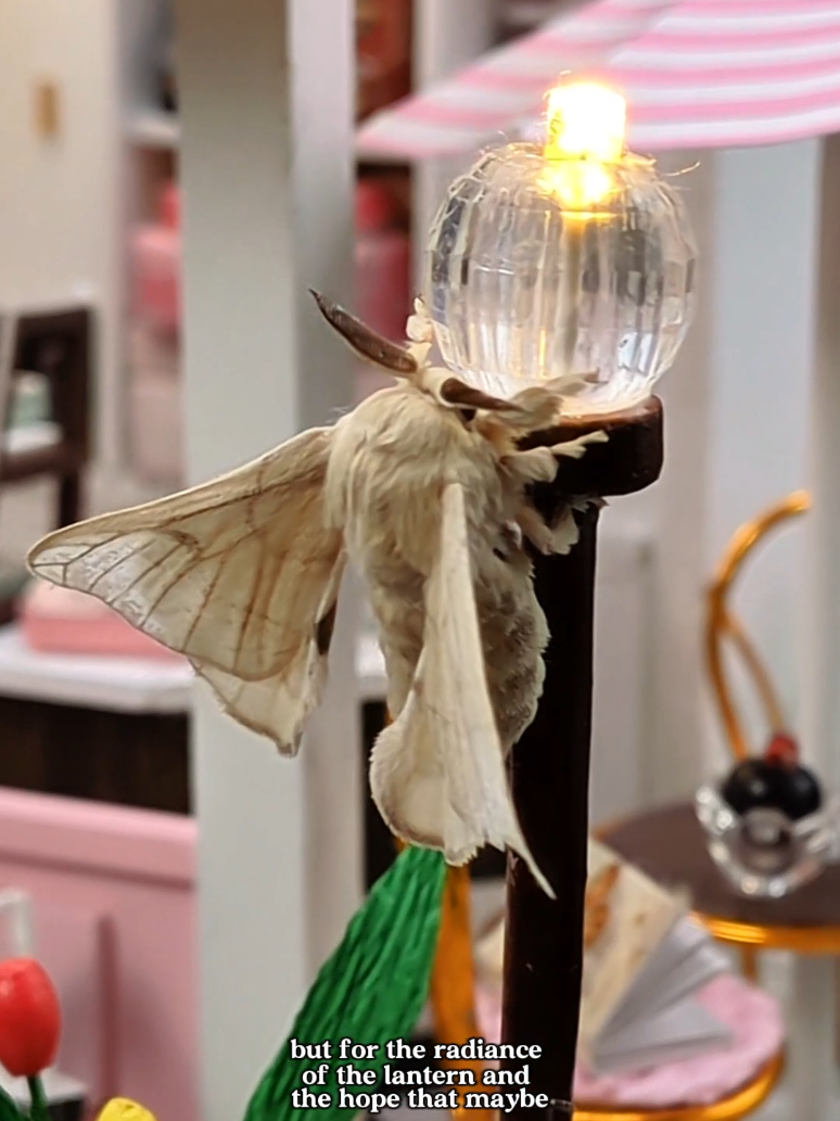If only men had to dance for us like that #moths #stories