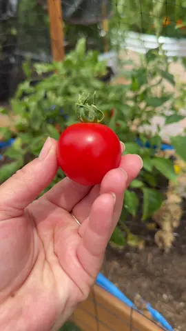 These are all from the same cherry tomato plant 😂 #tomatoes #beginnergardener #zone9b #backyardgarden #smallspacegardening #homestead #backyardhomestead #selfsufficient #growinginthegarden #gardeningtips #raisedbedgardening #containergarden #arizonagarden 