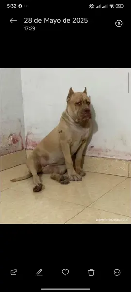 ¿QUE RAZA DE PERRO ES CALZOSKI? #perro #razadeperro #calsoskiraza #adrianasalte #brorespeta #mascota #typ #memes #humor #calzoski #omarkalzoski 