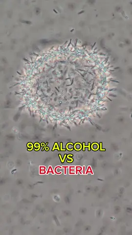 #bacteria#interesting #microscope #desinfection 