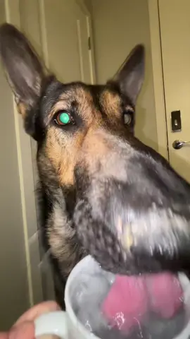 bucky was THIRSTY #fyp #gsd #germanshepherdsoftiktok #buckythegsd 