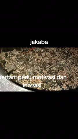 jakaba yang mau buat pupuk untuk nutrisi tanamannya ayo kita sama sama belajar bertani perlu motivasi dan inovasi #petanicabaiindonesia #petanimilenial #penyuluhpertanian #kementrianpertanian 