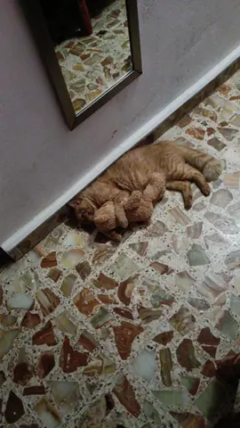 jajaja no manches #paratiiiiiiiiiiiiiiiiiiiiiiiiiiiiiii #viral #fyp #ternura #ternura #gato #terreiro 