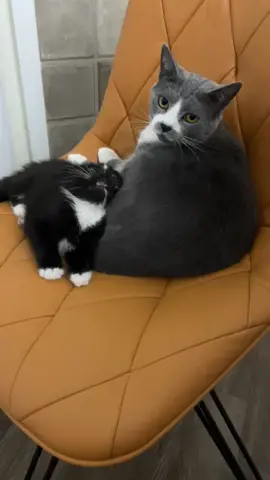 we've recently had a new addition to the family 😂 Tux here showed up on our back porch randomly one day and has been an....interesting member of the family  #cat #catsoftiktok #kitty #tuxedocat 