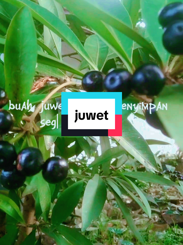 #juwet #FiturSuaraTikTok #fyppppppppppppppppppppppp #pediasuregrowth #jangkauanluas 