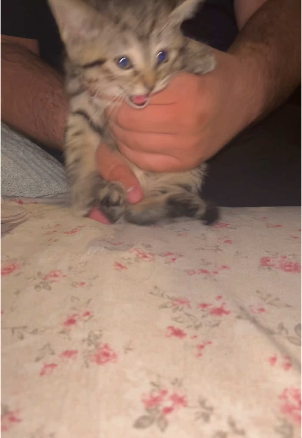The most vicious baby #kitten #geraldine #littlebaby 