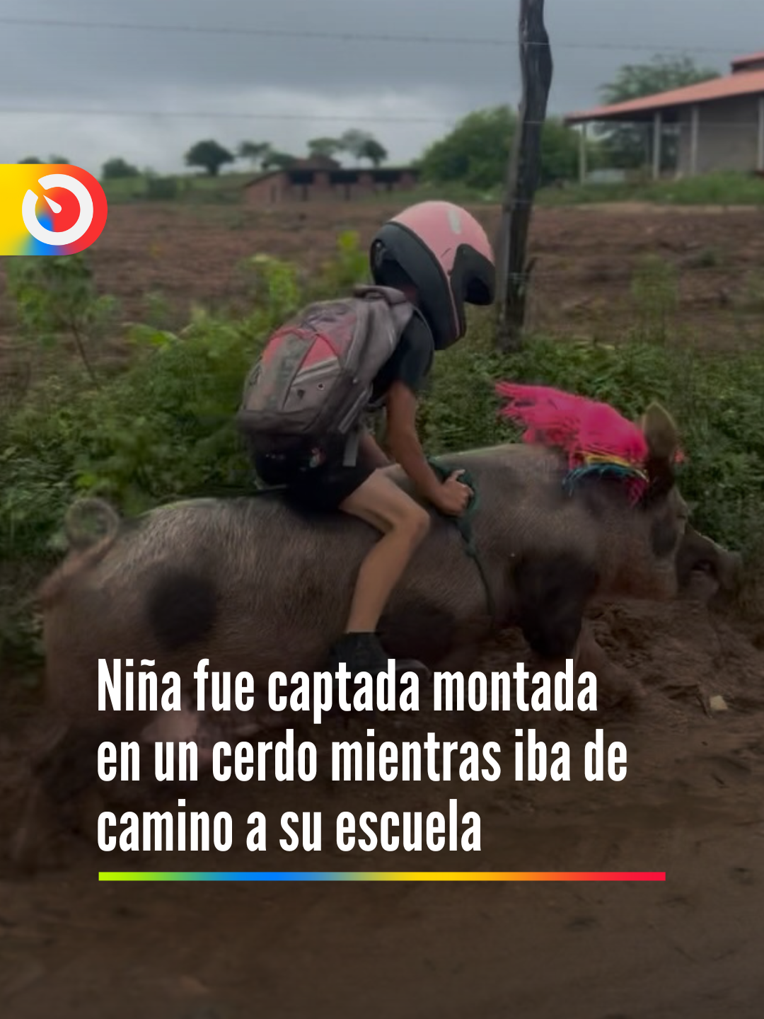 #videoviral Este video grabado en un entorno rural en Brasil ha causado sensación en las redes sociales, mostrando a un niño montando un cerdo con casco, como si estuviera en un rodeo, iba hacia la escuela con su maleta. #cerdo #cerdos #cerditos🐖 #animales #brasil #niños #momentos #video #paratiiiiiiiiiiiiiiiiiiiiiiiiiiiiiii