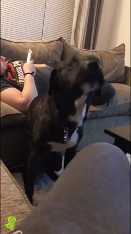 Dogs love to dance 🐶🐕💗#funnydog  #funny  #dog  #petdog  #cutedog  #dogvideos  #funnyanimals  #doglovers  #Cute  #pet  #animal  #funnyvideos  #dance  #Dance  #dogdancing  