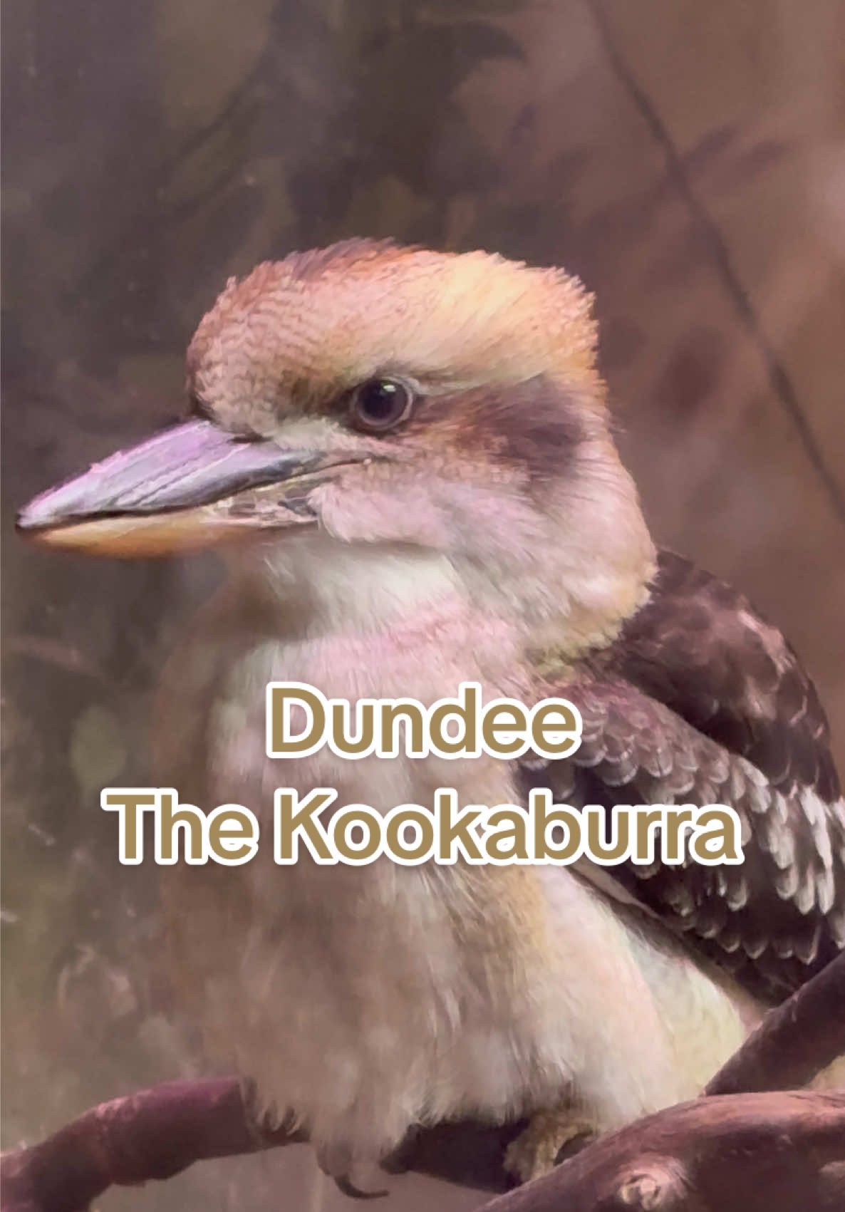 Dundee the Kookaburra 🤍 at Layton Aquarium & Wildlife Encounters Layton Utah 