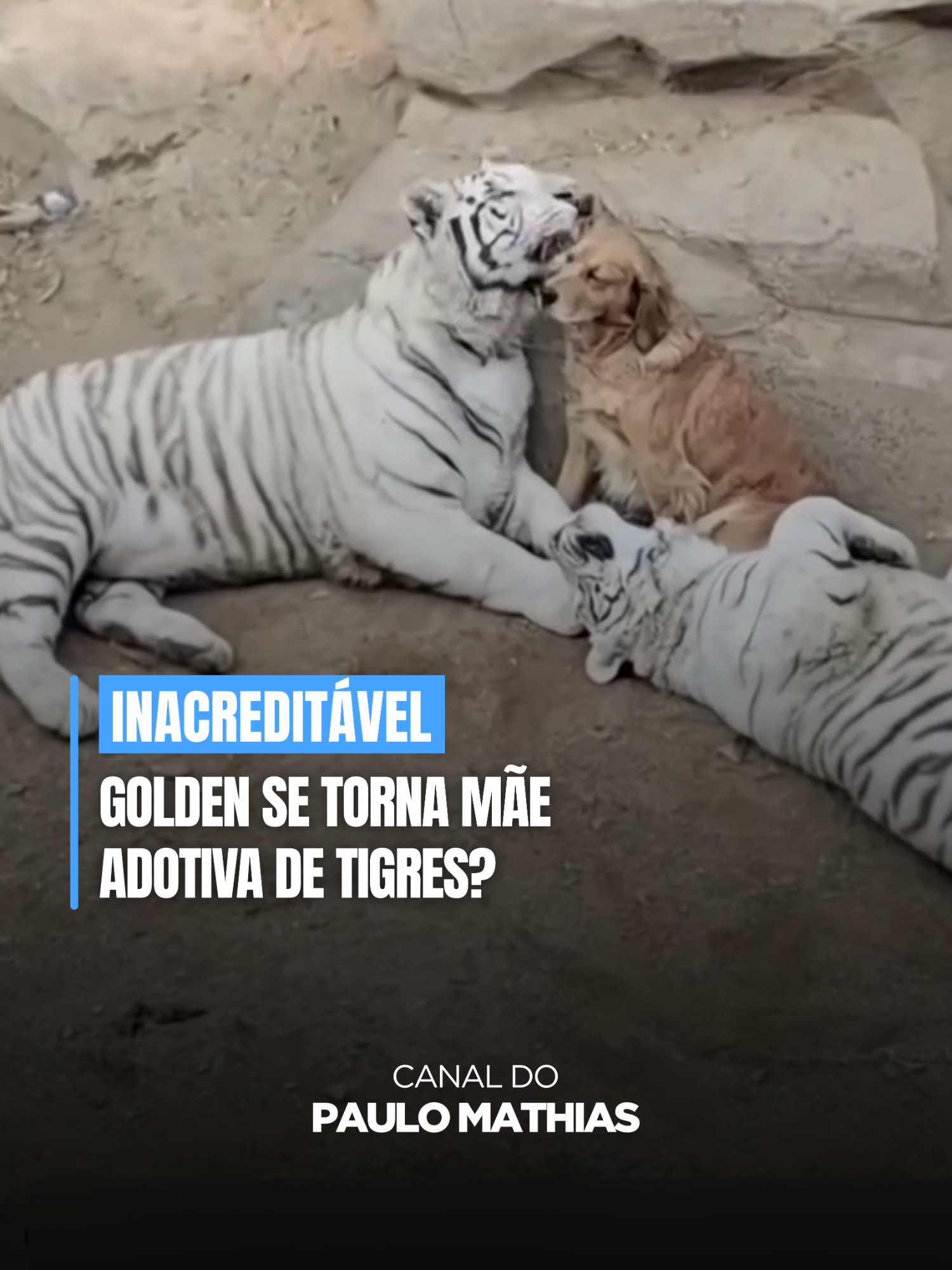Golden se torna mãe adotiva de tigres?