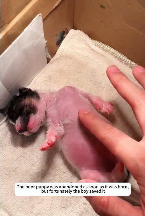The poor puppy was abandoned at birth #rescueanimals #rescue #helpinganimals #animallover #animal #dog 