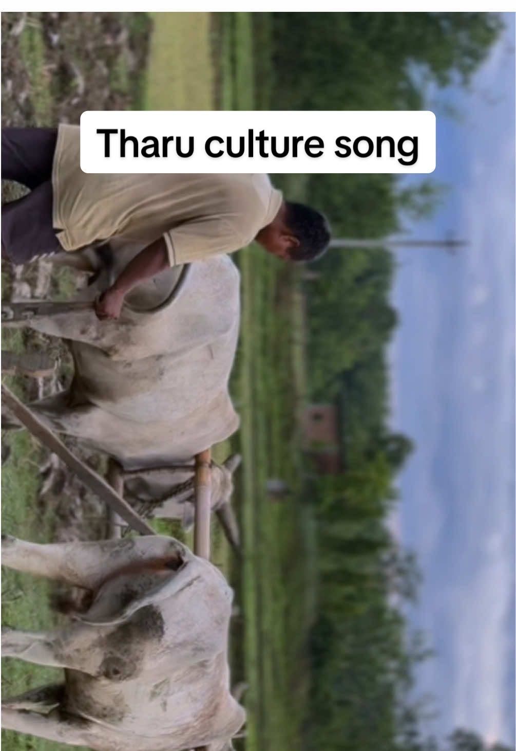 Aadibashi Tharu hamre dharti putra tarai k jay tharu✊#itharimuser #tharusong #tharuculturesong #tharuculture #tharuvloger #viral #foryou #fyp 