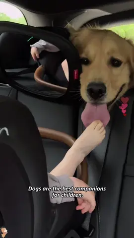 The best companion for children. #dog #dogs #funny #funnyvideos #pet #cat #fyp #foryou 