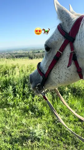 #араб #талгар #тауасуалматы🐎🍃🌿🌞 #ханзада #рек #вреки #хочуврекомендации 