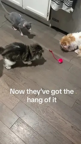 Coolest cat ball ever! Just set turn it on and let it go. #interactivecattoy #catball #cattoy #catsoftiktok #catmom #tiktokshop #catenrichment #3cats  @CHANGFENG STORE 