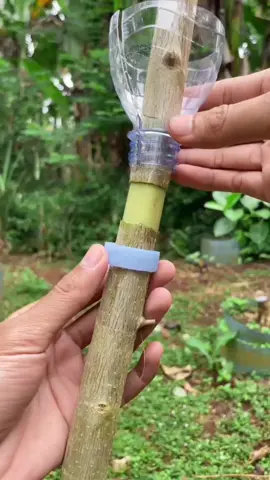botol bekas untuk mencangkok #bonsai  #bonsaitree  #fyppppppppppppppppppppppp 