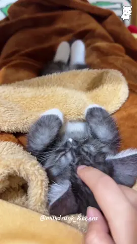 Part407丨Pretty little baby🥰🥰#funnycats #funnyanimals #petvideos #cat #catsoftiktok #fyp #usa #longervideos #cats #fypage #fypシ゚viral #fyppppppppppppppppppppppp #catbaby #baby #babylove 