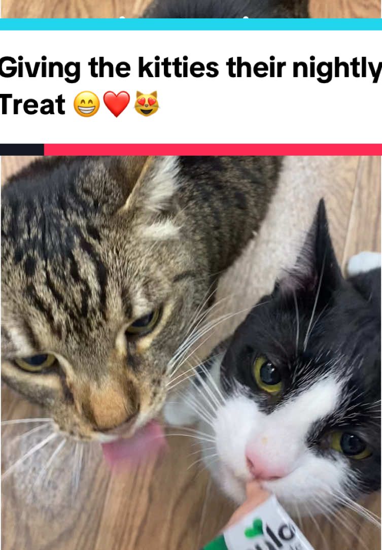 These guys crack me up 😆  #catladylife #animallover #nulotreats #crazycatlady 