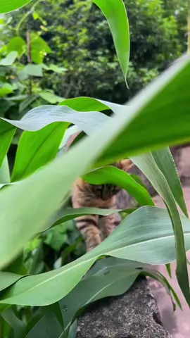 #pet #hottrend #conmeo #cat #thinhhanh 