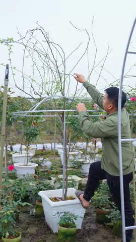 Cực rễ ai cũng làm được #hoahongmelinh #levanca #hoahong 