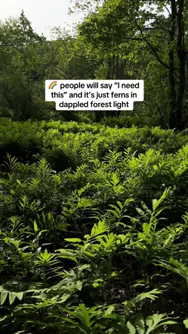 Guilty 💅 #🌈 #forest #light #forestwalk #forestbathing #fypシ #pridemonth #Pride  #fyp #needthis #pride2025 