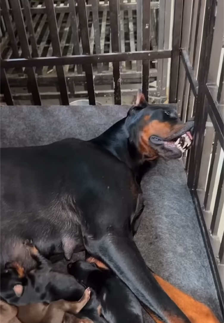Mama’s tired 😂 #momlife #dogs #dog #mom #dogmom #funny #fypシ゚viral #fypage #fypシ #fyp #foryoupage #foryourpage #foru #fyppppppppppppppppppppppp #funnyvideos #dogvideos #fypp #fy #fypシ゚ #foruyou #trending #humor #viralvideo #viral #like 