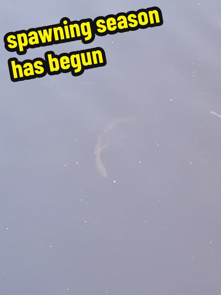 #stripedbassfishing #spawningseason #spawning  #Redbank 