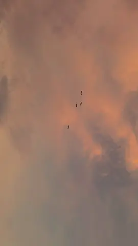 enak yaa jadi burung bisa terbang