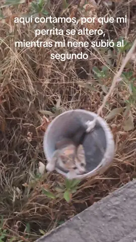 Los gatitos del terreno baldío de  un lado  #gatitosrescatados🐈❤ #gatitosrescatados #gatitos_haciendo_cosas #gatitosbebes #gatitos #cachorro 