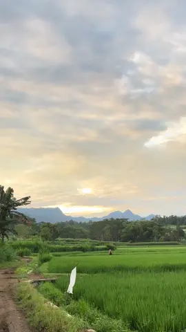 suasana pagi di pedesaan 🌾🍃 #sawah #sawahpadi #gunung #pedesaan #aesthetic #kediri #kediri24jam 