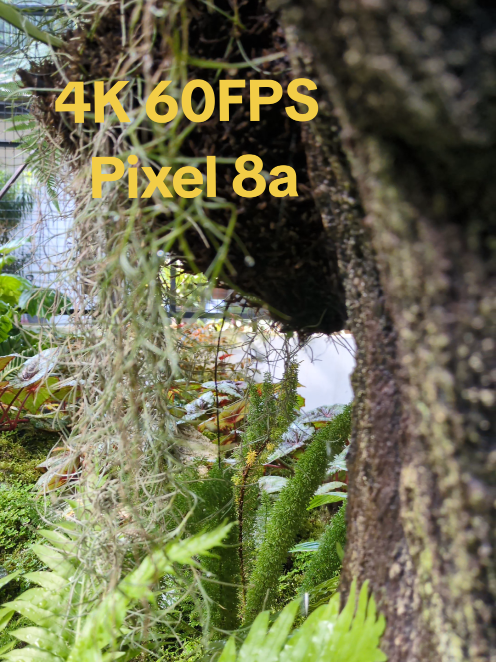 hasil video google pixel 8a 4k 60Fps #video #pixel  #4kvideo  #cinematic 