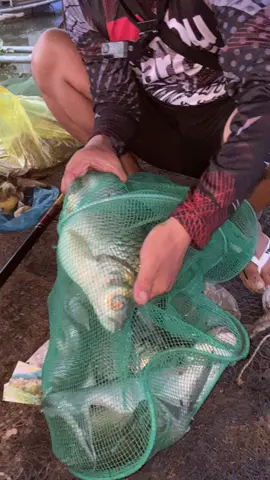2 con me vinh này bằng 2 con tay chéo Hok ae #caughtoncamera #câucatựnhiên 