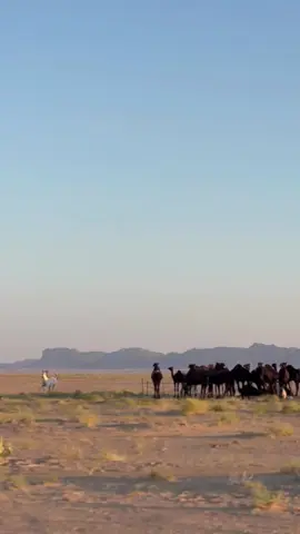 #اكسبلور #البل #خيل 