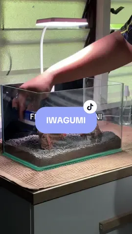 PART 2 | IWAGUMI TANK SETUP  PART 1 >  @Shiuppi  #creatorsearchinsights #LiveOutlandish #fypage #fyp #foryou #xybca #tiktok #fypシ゚ #aquascape #aquascapemini #aquascapeindonesia #aquascapemalaysia #nature #aquascapers #newbie #begginer #guppy #guppylover #tutorialaquascape #malaysiatiktok #tutorial #CleanTok #fish #bacterium #beneficialbacteria #bakteriabaik #iwagumi #iwagumistyle #iwagumiaquascape #iwagumimalaysia #iwagumistylemalaysia 