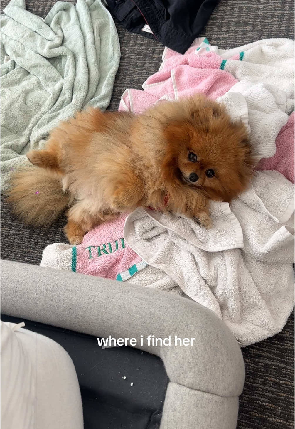 queen of making her own bed😂 #pom #pomeranian #orangepomeranian #fluffydogs #floof #puppy #pomlove #dogsoftiktok #pompom #cutedogs #dogsoftiktok #dogbed #funnydogs #puppylife #blanket 