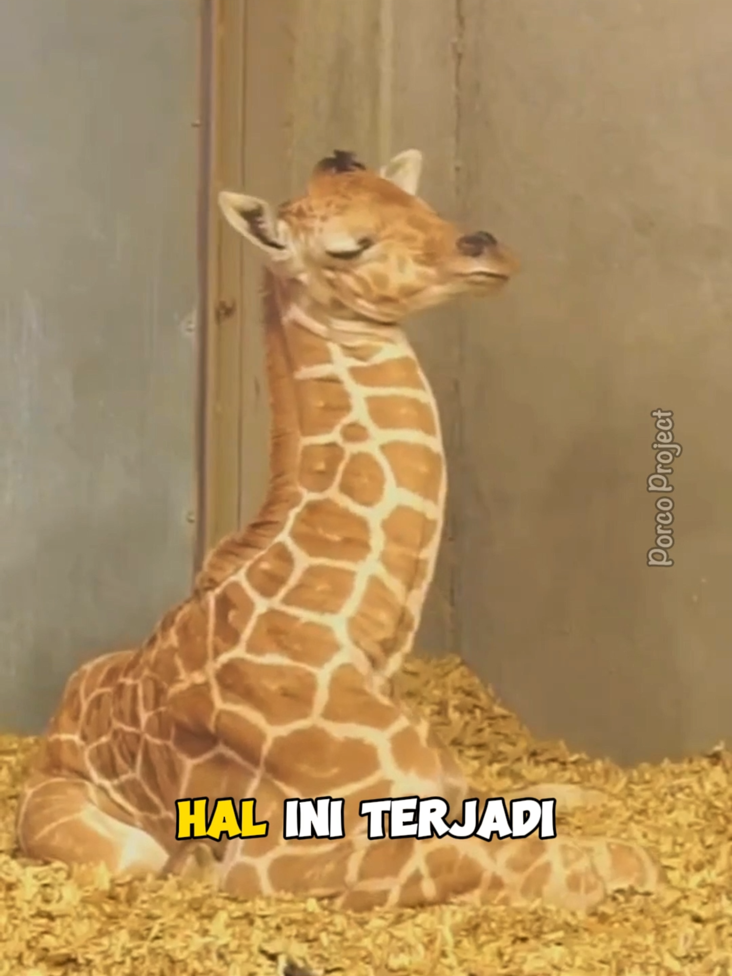 Bagaimana cara jerapah tidur? #jerapah #giraffe #fyp #faktaunik #duniahewan