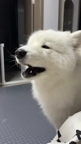 Samoyed Live Show #samoyed #dog #pet #fyp #dogsoftiktok #doglover #cutedog 