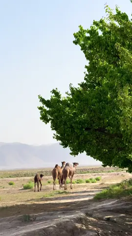 Balochistan ♥️ #foryou #foryourpage #tiktokteamviralmyvideo #growmyaccount #dilkibaat #burhantv 