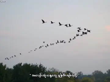 အပြုံးကိုအပြီးငှားခဲ့ ။ #စိမ်းမို့မို့  #အပြုံးကိုအပြီးငှားခဲ့ 