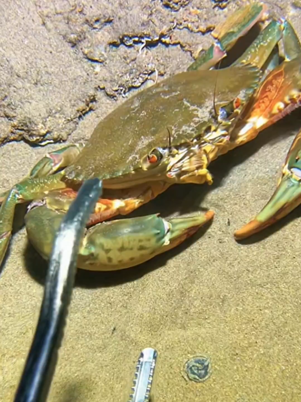 #diving #crab #catchthesea #seaside #seafood #fish #eel #lobster #seangsolofishing