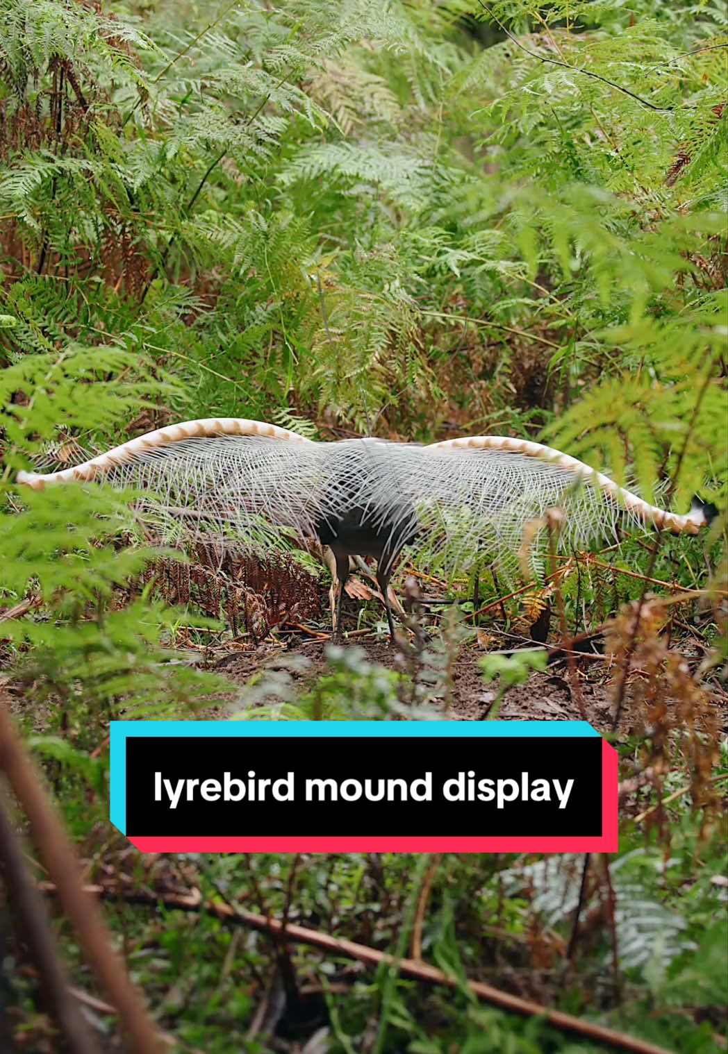 The lyrebirds are finally starting to kick into gear, as winter approaches.  I’ve been admiring this display mound for a while, so it was nice to finally see who it belongs to! In this video, he put on a little practice display, before doing some maintenance to the mound 🚧 #lyrebird #superblyrebird #bird #australia 