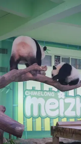 bà manh dùg mông đẩy heo xuốg heo said may tôi phản ứng nhanh#gấutrúc #độngvật #panda 