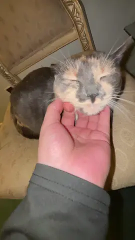 UR GONNA MAKE ME P😢😫 #fyp #yesking #yesking😩 #yeskingaudios #cat #cats #catsoftiktok #funny #funnyvideo #funnycat #viralvideo #viral #trending #trend 